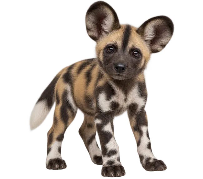African Wild Dog Pup Standing