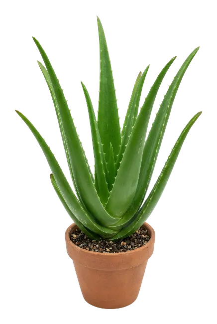 Aloe Vera Plant in Terracotta Pot
