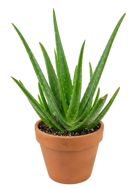 Aloe Vera Plant in Terracotta Pot