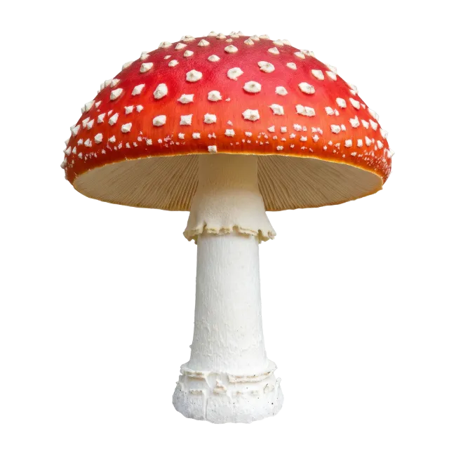 Amanita Muscaria Mushroom Isolated