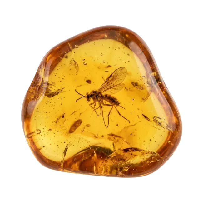 Amber Stone with Fossilized Insect