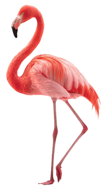 American Flamingo Bird Standing Profile