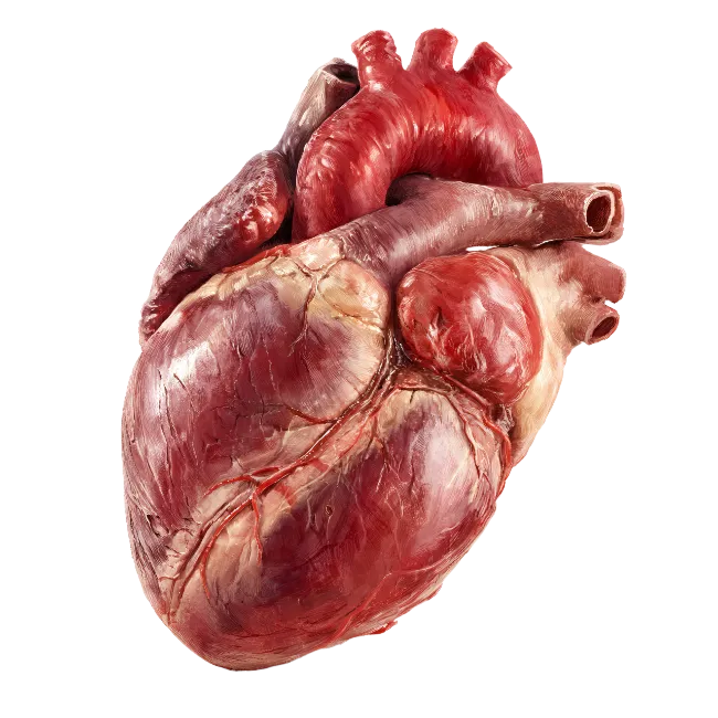 Anatomical Human Heart Model