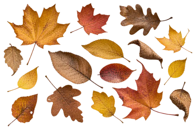 Assorted Autumn Leaves in Warm Fall Colors