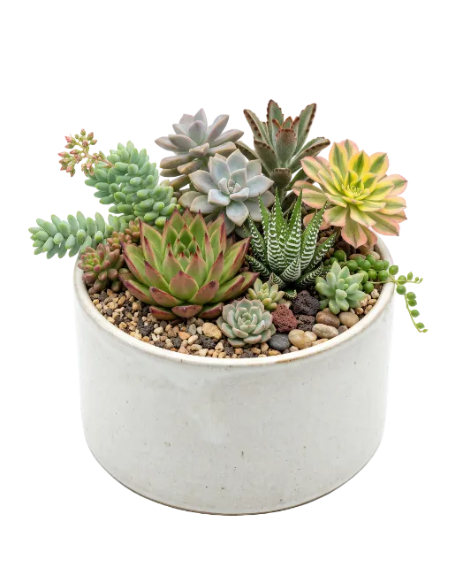 Assorted Succulents in White Pot