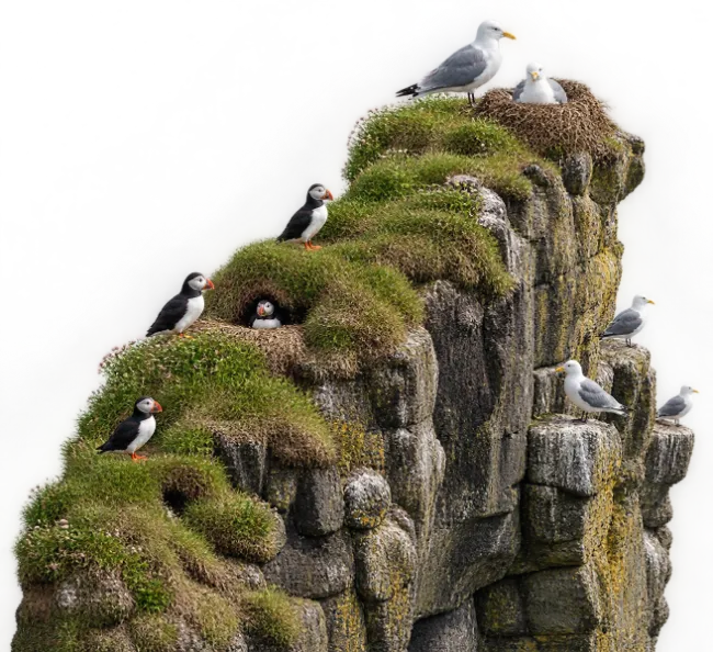 Atlantic Puffins and Seagulls on Coastal Sea Cliff