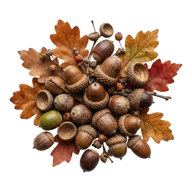 Autumn Acorns and Oak Leaves Arrangement
