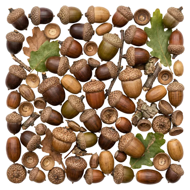 Autumn Acorns and Oak Leaves Collection