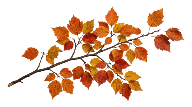 Autumn Branch with Orange Leaves