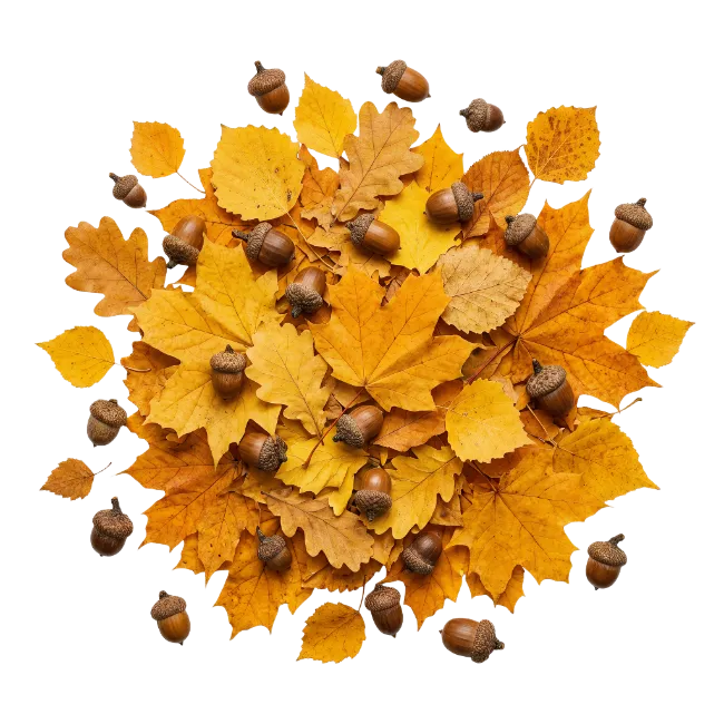 Autumn Leaves and Acorns Composition