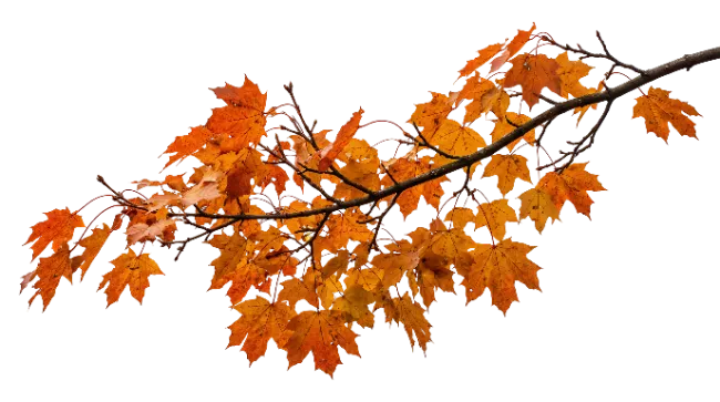Autumn Maple Branch with Orange Leaves