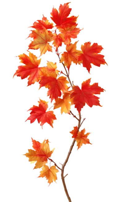 Autumn Maple Branch with Red and Orange Leaves