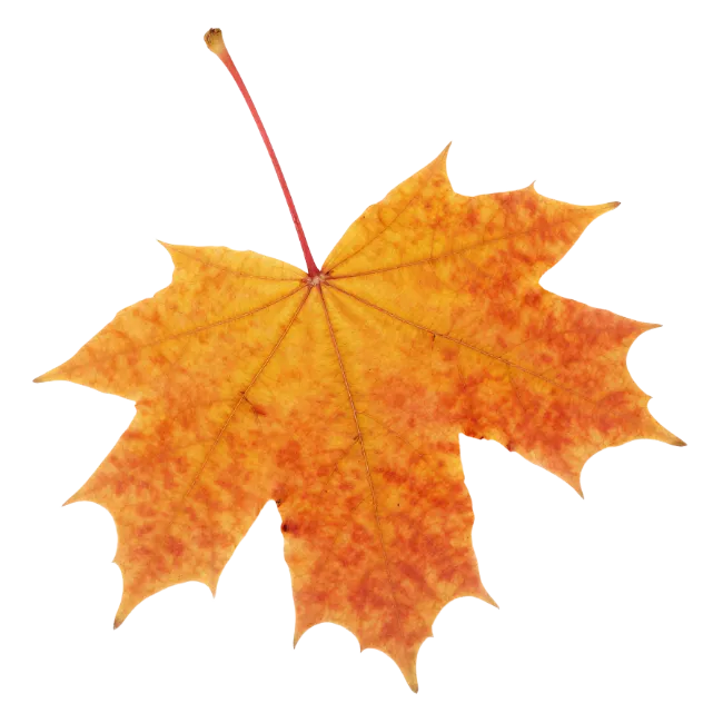 Autumn Maple Leaf