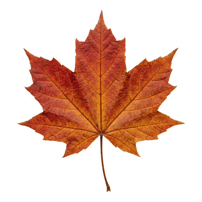 Autumn Maple Leaf