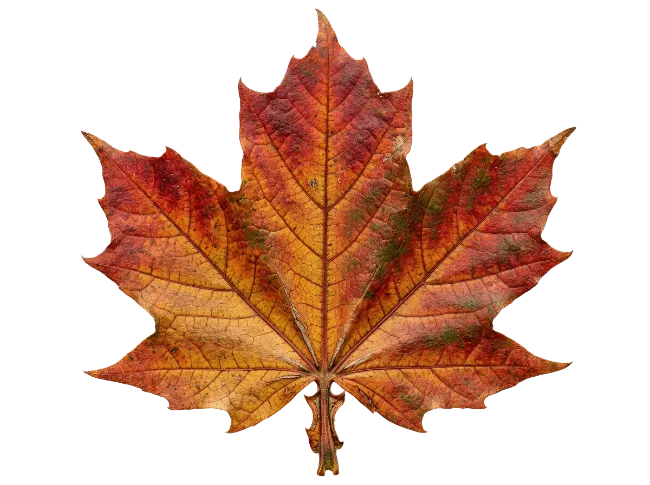 Autumn Maple Leaf Isolated
