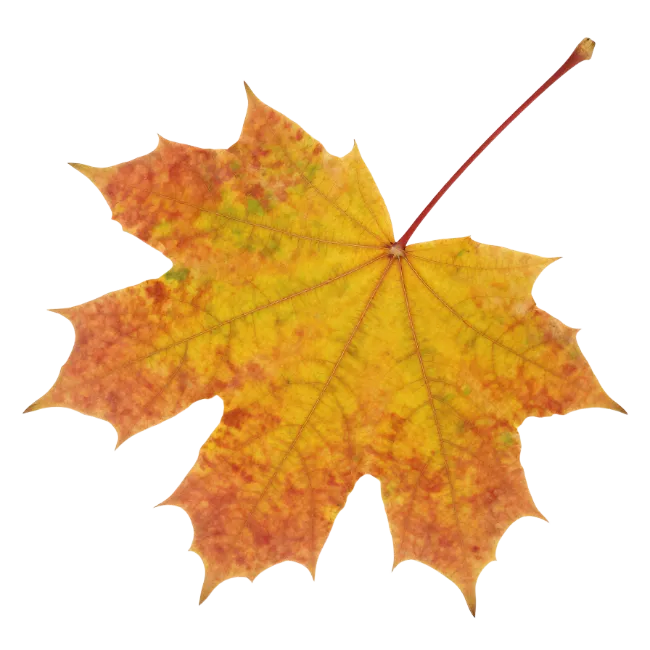 Autumn Maple Leaf Isolated