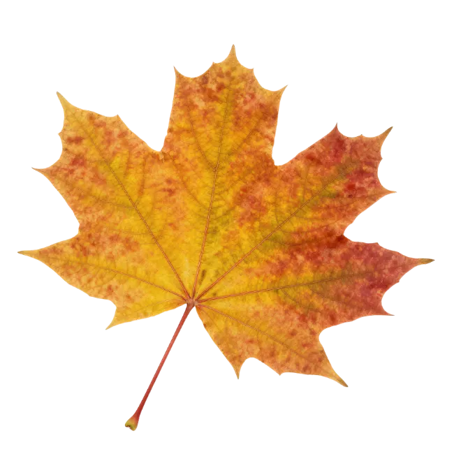 Autumn maple leaf isolated on transparent background