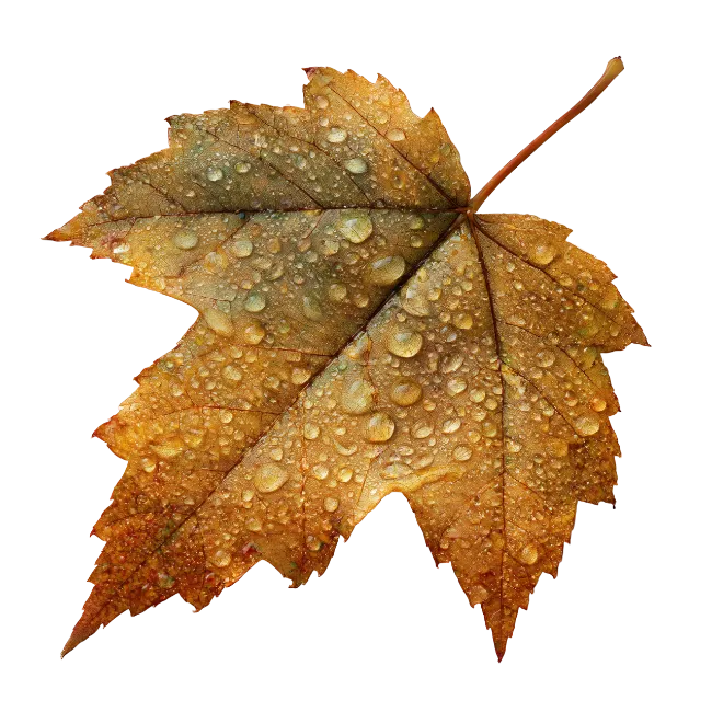 Autumn Maple Leaf with Raindrops