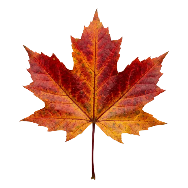 Autumn maple leaf with vibrant red and orange colors