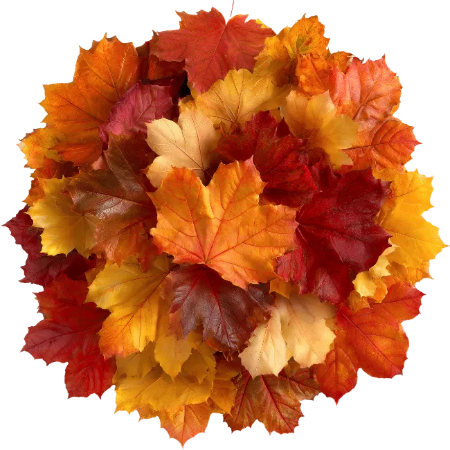 Autumn Maple Leaves Arrangement