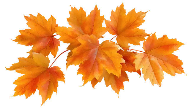 Autumn Maple Leaves Arrangement