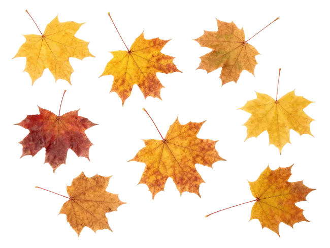 Autumn Maple Leaves Collection