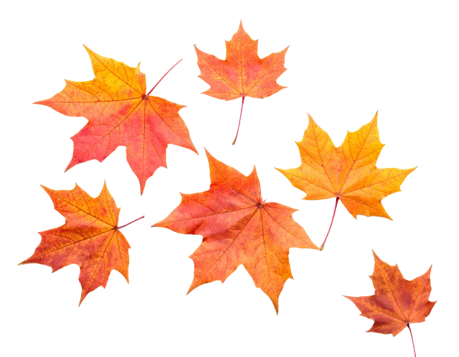 Autumn Maple Leaves Collection Isolated on White