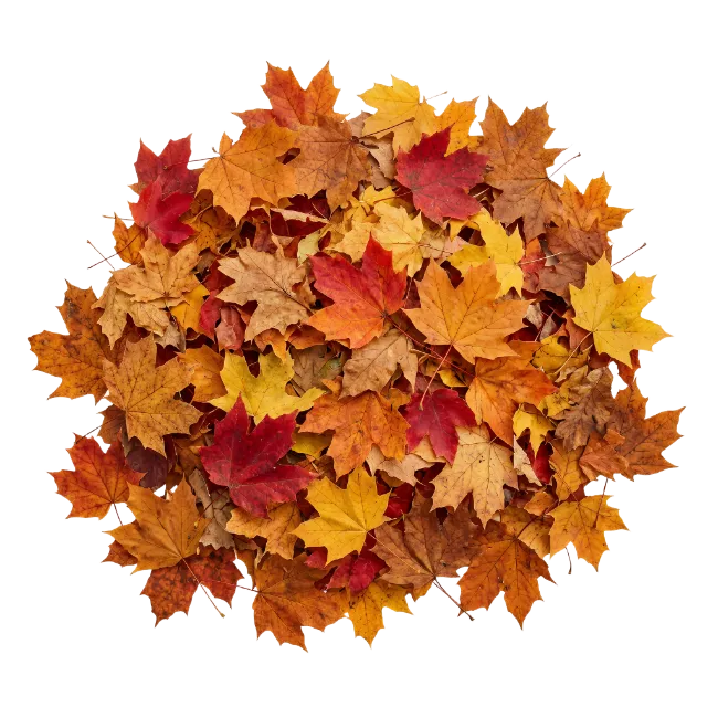 Autumn Maple Leaves Pile
