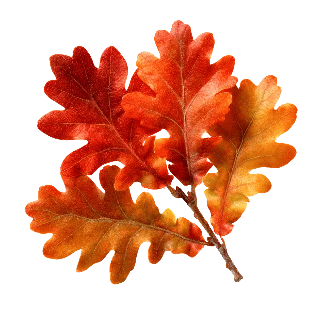 Autumn Oak Leaves Branch