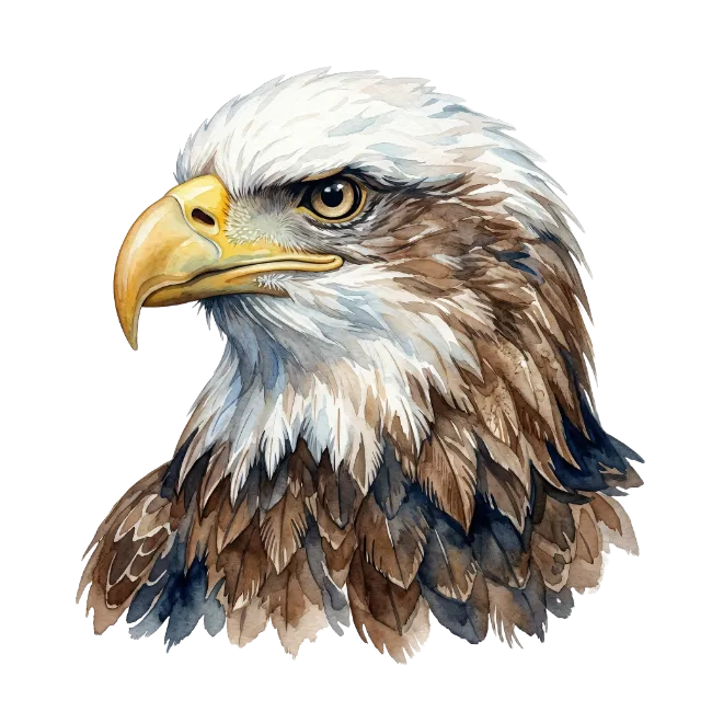 Bald Eagle Head Watercolor Illustration