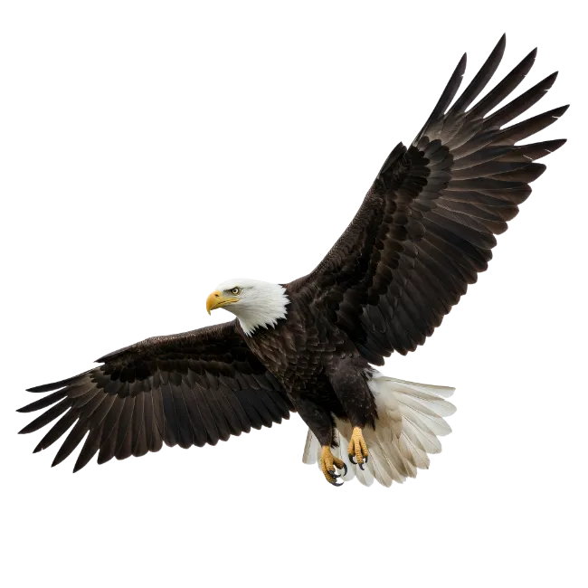 Bald Eagle in Flight