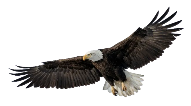 Bald Eagle in Flight