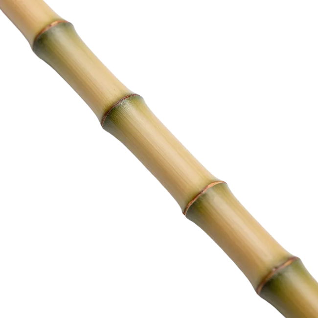 Bamboo Stalk Section