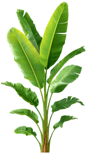 Banana Plant with Large Green Leaves