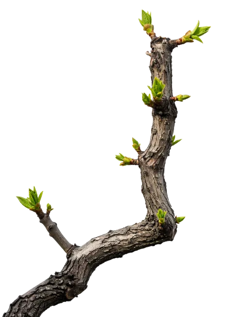 Bare Tree Branch with Fresh Green Leaves