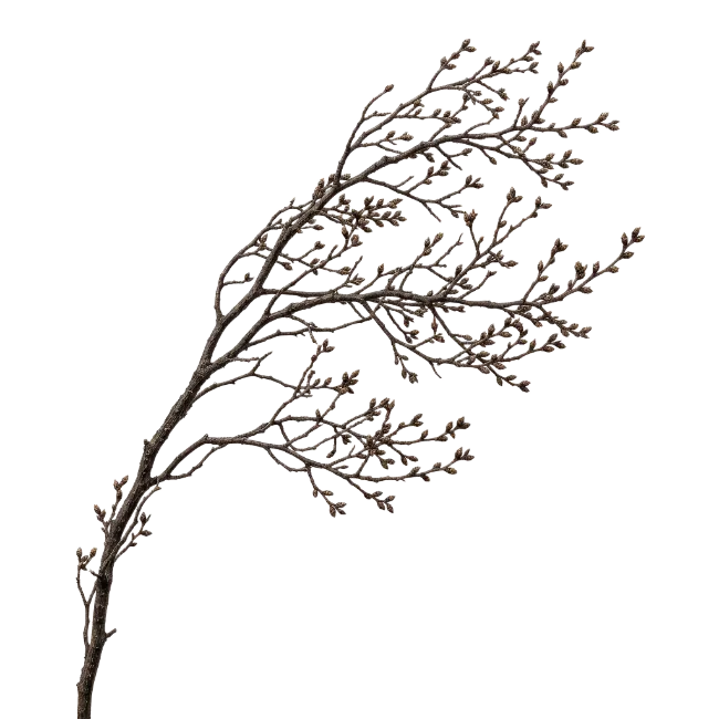Bare Winter Tree Branch with Buds