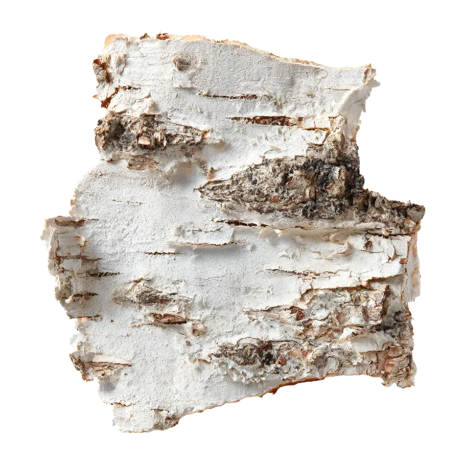 Birch Tree Bark Piece Texture