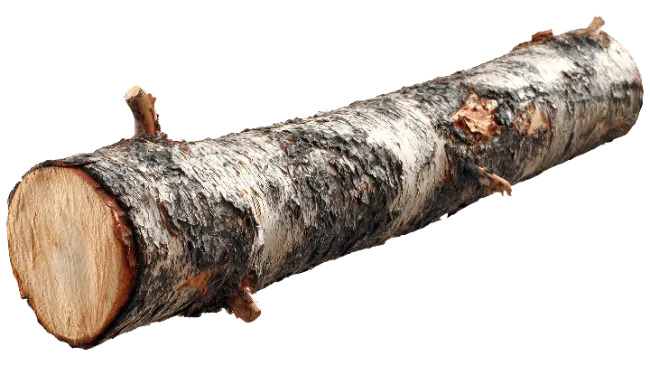 Birch Tree Log Section