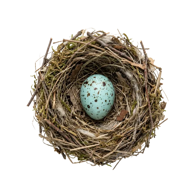 Bird egg in a twig nest