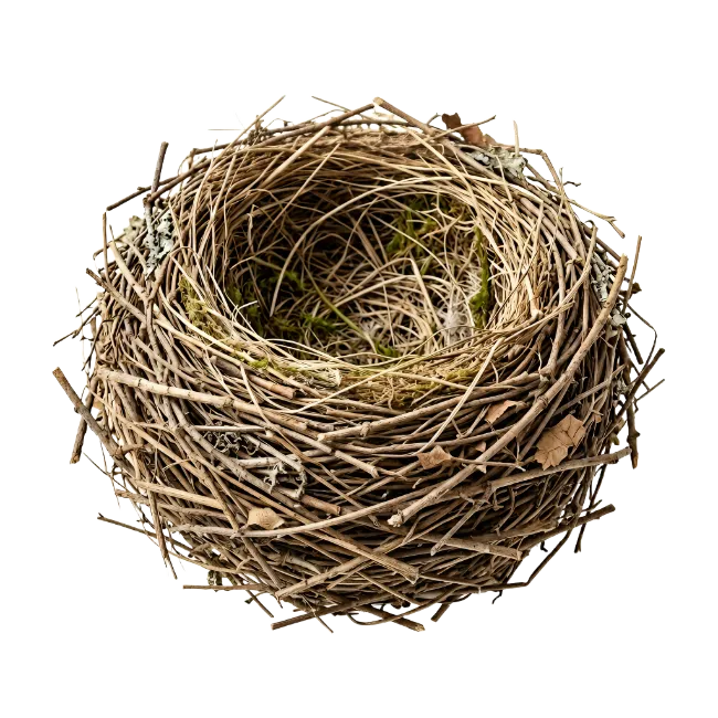 Bird nest made of twigs