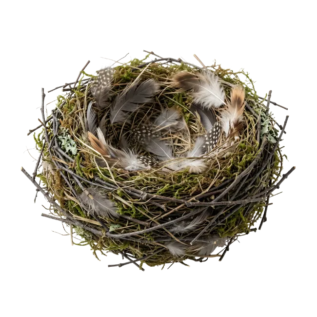 Bird Nest with Feathers