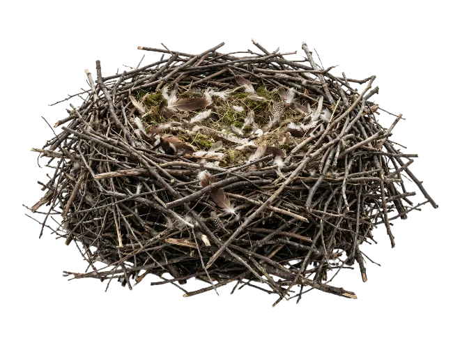 Bird Nest with Feathers