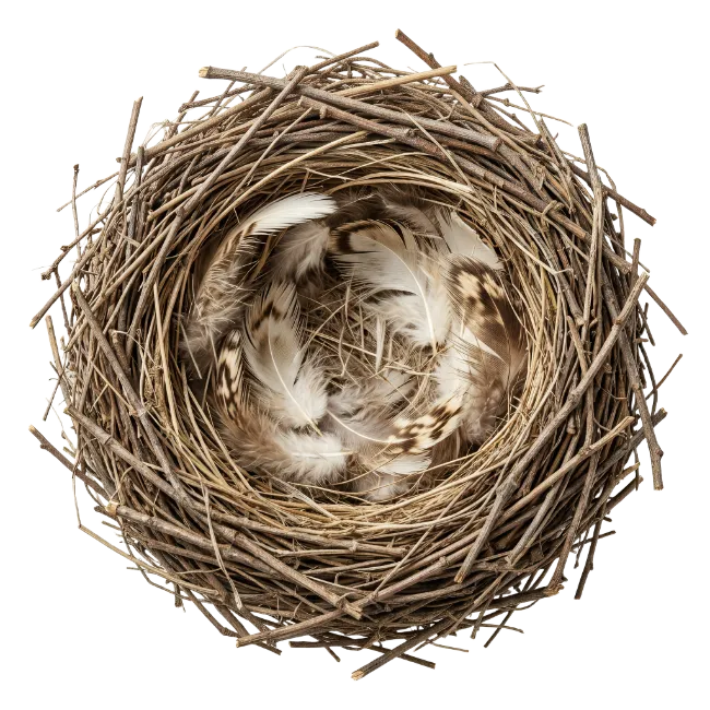 Bird nest with soft feathers inside
