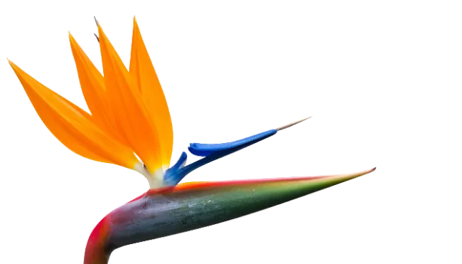 Bird of Paradise Flower