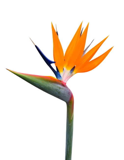 Bird of Paradise Flower