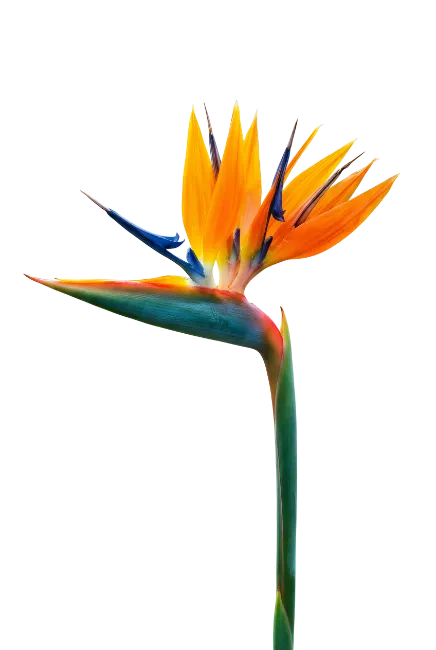Bird of Paradise Flower