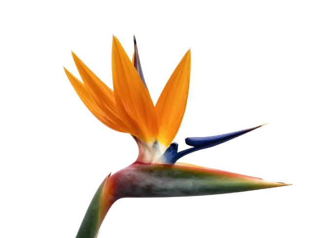 Bird of Paradise Flower