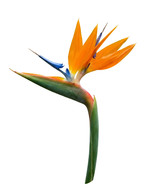 Bird of Paradise Flower Isolated