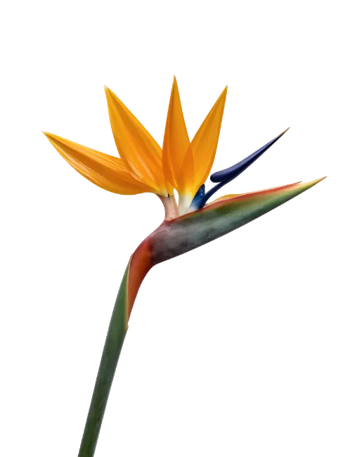 Bird of Paradise Flower Stem