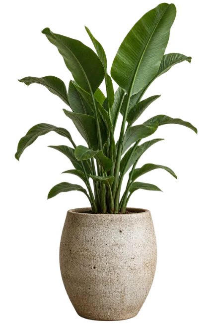 Bird of Paradise Plant in Ceramic Pot